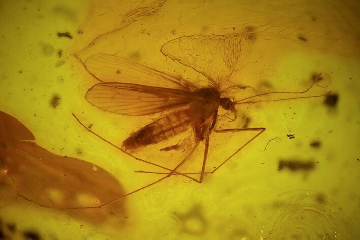 Fossil Fly (Diptera) In Baltic Amber #72221